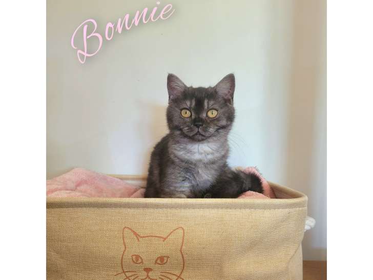 Chatonne British Shorthair LOOF à réserver