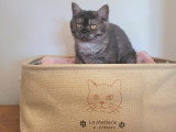 Chatonne British Shorthair LOOF à réserver