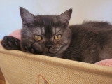 Chatonne British Shorthair LOOF à réserver