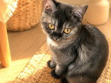 Chaton British Shorthair LOOF à réserver