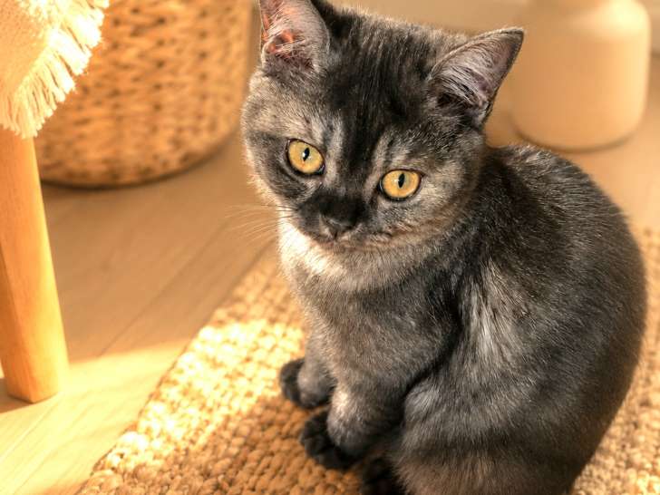 Chaton British Shorthair LOOF à réserver