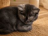 Chaton British Shorthair LOOF à réserver