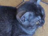 Chaton British Shorthair LOOF à réserver