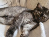 Chaton British Shorthair LOOF à réserver
