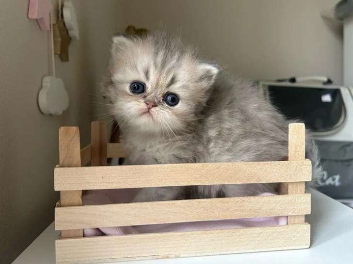 Chaton Persan mâle blue golden LOOF à réserver né avril 2026