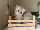 Chaton Persan mâle blue golden LOOF à réserver né avril 2026