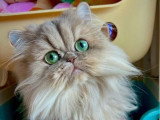 Chaton Persan mâle blue golden LOOF à réserver né avril 2026