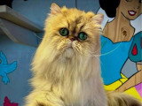 Chaton Persan mâle blue golden LOOF à réserver né avril 2026