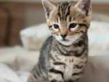 Chatonne Bengal brown inscrite au LOOF à vendre
