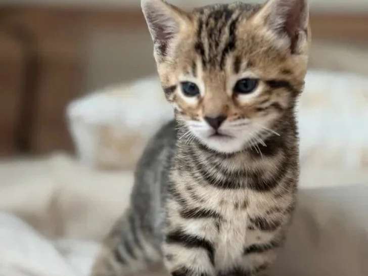 Chatonne Bengal brown inscrite au LOOF à vendre