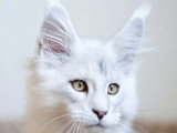 Chaton Maine Coon mâle Black Silver Shaded LOOF né février 2026