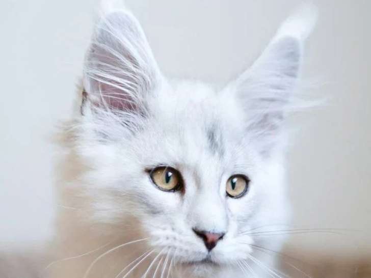 Chaton Maine Coon mâle Black Silver Shaded LOOF né février 2026