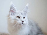 Chaton Maine Coon mâle Black Silver Shaded LOOF né février 2026
