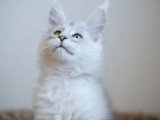 Chaton Maine Coon mâle Black Silver Shaded LOOF né février 2026