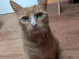 Nana, adorable chatte à adopter en association