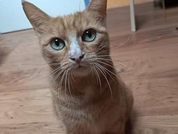 Nana, adorable chatte à adopter en association