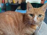 Nana, adorable chatte à adopter en association