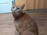 Nana, adorable chatte à adopter en association