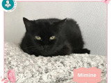 Mimine, jolie chatte noire à adopter en association