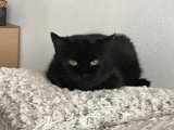Mimine, jolie chatte noire à adopter en association