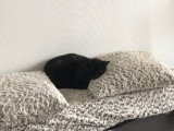 Mimine, jolie chatte noire à adopter en association