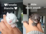 Deux chatons Maine Coon LOOF nés en mai 2026 mâle et femelle à réserver