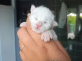 Deux chatons Maine Coon LOOF nés en mai 2026 mâle et femelle à réserver