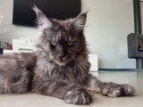 Deux chatons Maine Coon LOOF nés en mai 2026 mâle et femelle à réserver