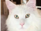 Deux chatons Maine Coon LOOF nés en mai 2026 mâle et femelle à réserver
