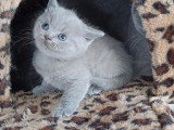 Chaton British Shorthair bleu mâle inscrit au LOOF à vendre