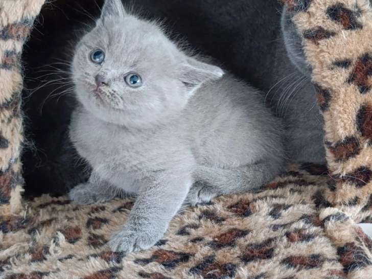 Chaton British Shorthair bleu mâle inscrit au LOOF à vendre