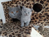 Chaton British Shorthair bleu mâle inscrit au LOOF à vendre