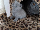 Chaton British Shorthair bleu mâle inscrit au LOOF à vendre