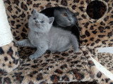 Chaton British Shorthair bleu mâle inscrit au LOOF à vendre