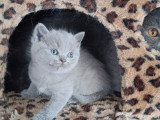 Chaton British Shorthair bleu mâle inscrit au LOOF à vendre