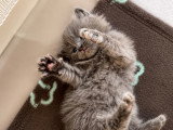 Chatons de race Sibérien à vendre (2 femelles & 4 mâles)