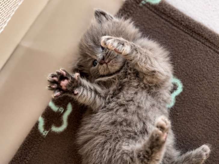 Chatons de race Sibérien à vendre (2 femelles & 4 mâles)