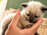 Chatons de race Sibérien à vendre (2 femelles & 4 mâles)