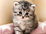 Chatons de race Sibérien à vendre (2 femelles & 4 mâles)