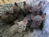 Adorables chatons Sphynx à vendre