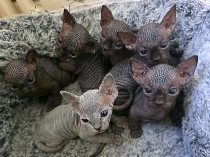 Adorables chatons Sphynx à vendre