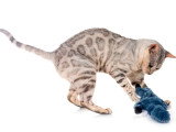 Chat Bengal mâle adulte non LOOF de 2021 en vente