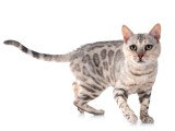 Chat Bengal mâle adulte non LOOF de 2021 en vente
