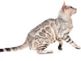 Chat Bengal mâle adulte non LOOF de 2021 en vente