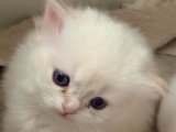 BRIAN