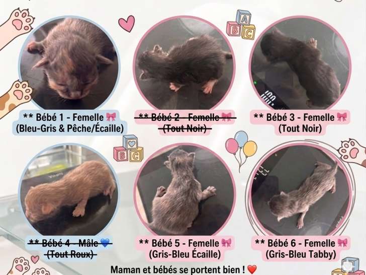 Chatonnes croisées Maine Coon à vendre
