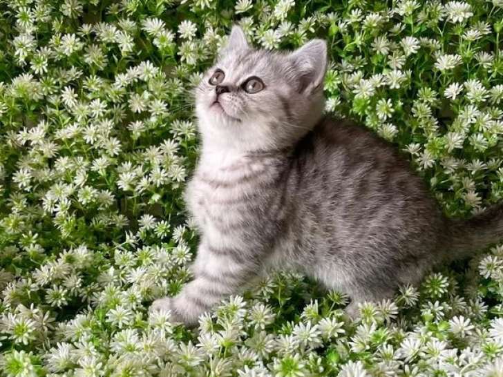 Chaton Scottish Straight mâle LOOF black silver spotted à vendre