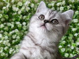 Chaton Scottish Straight mâle LOOF black silver spotted à vendre