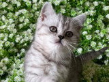 Chaton Scottish Straight mâle LOOF black silver spotted à vendre