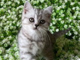 Chaton Scottish Straight mâle LOOF black silver spotted à vendre